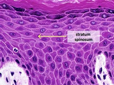 Epidermal Cells: A Complete Overview – Microscope Clarity