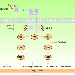 Mechanism of action of bevacizumab, sorafenib, and sunitinib. Diagram ...