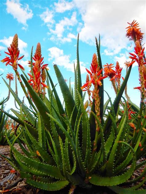 Guide to Aloe Vera Plant Care Outdoors and Indoors - MitCityFarm