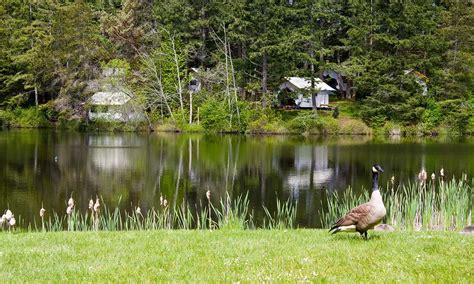 Canvas_Cabins_from_across_lake_with_goose_1_ekfd8z - Lakedale Resort