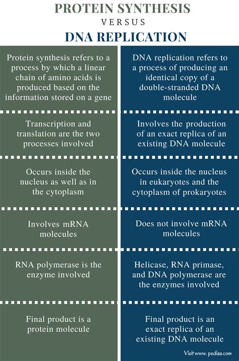 Dna Replication Vs Transcription Venn Diagram