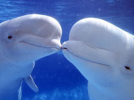 Beluga whales | SeaWorld Wiki | Fandom