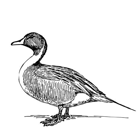 Duck Pencil Drawing | Free download on ClipArtMag