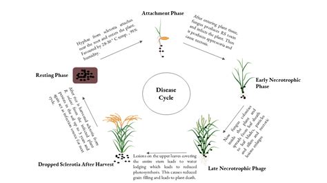 Sheath Blight Of Rice: A Review And Identification Of, 56% OFF