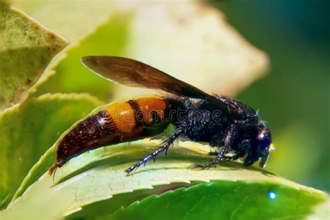 Asian Giant Hornet with Sting Stock Photo - Image of colorful, large: 194354008