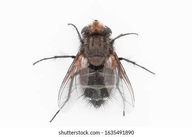 170 Tachinidae family Images, Stock Photos & Vectors | Shutterstock