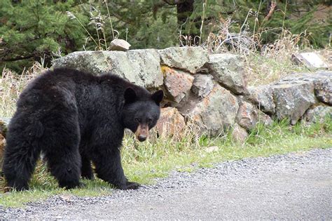 One Day Yellowstone Tour from Big Sky - Yellowstone Tours