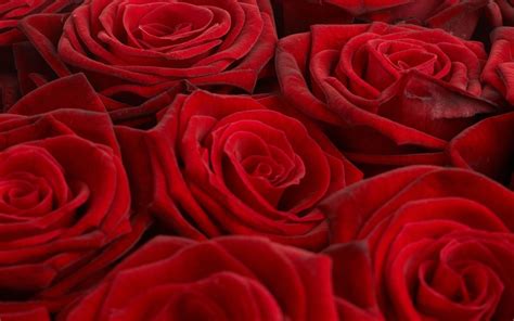 Rose Screensavers Wallpaper (46+ images)