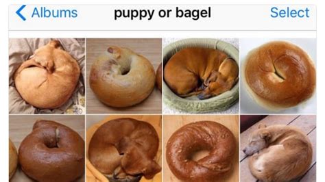 Puppy or Bagel Meme | POPSUGAR Pets