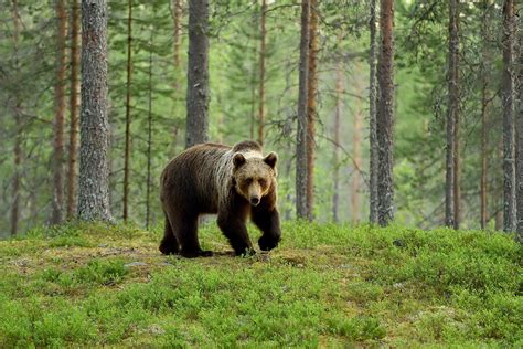 The Most Frightening and Dangerous Wild Animals in North America