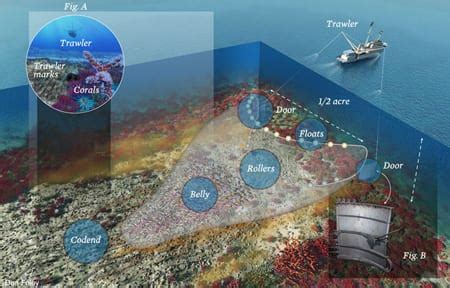 Infographic: What is Trawling? - Oceana USA