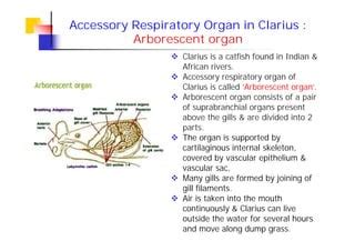 Comparative study of respiratory organs | PPT