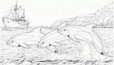 20  Free Printable Dolphin Coloring Pages EverFreeColoringcom sketch template