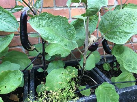 Tips For Growing Eggplant In Containers