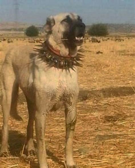 This piece of protective gear, though primitive can be live saving for livestock guardians. It ...