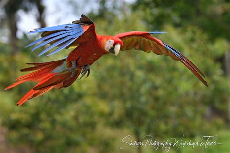 Scarlet Macaw Flying - Shetzers Photography