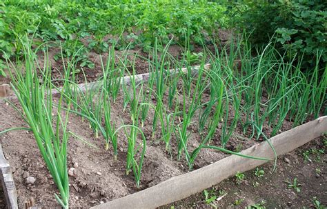 Planting Shallots In Your Garden | Garden plants vegetable, Growing shallots, Vegetable garden soil