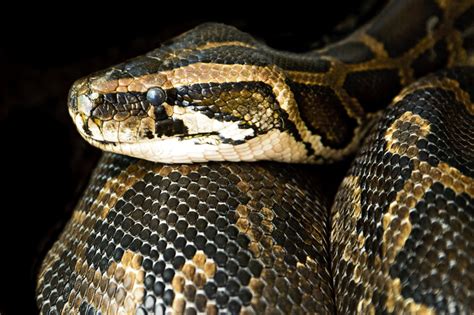 Sucuri: saiba tudo sobre a enorme serpente | Blog da Cobasi