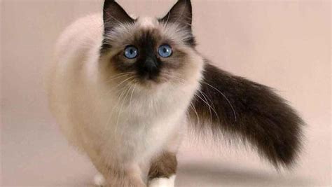 Las 10 razas de gatos más peludos del mundo