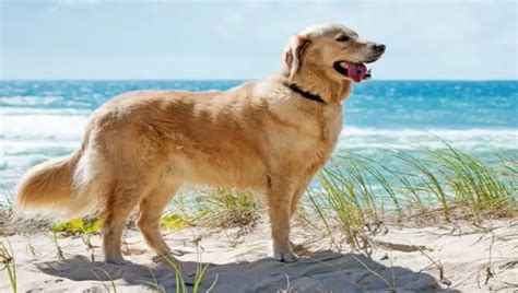 Golden Retriever Growth And Weight Chart From Puppy To Adult - Explained