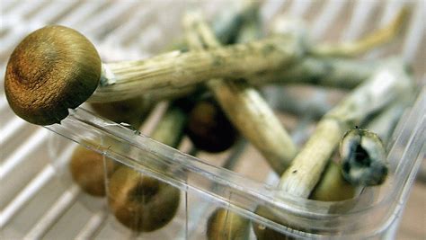 Magic mushrooms are the safest recreational drug, study says