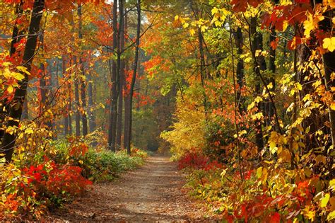 Fall leaves trail 1923x1278 | Herfst landschap, Bosfotografie, Landschappen