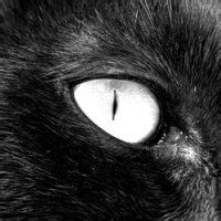 Cat Conjunctivitis - Cat Pink Eye