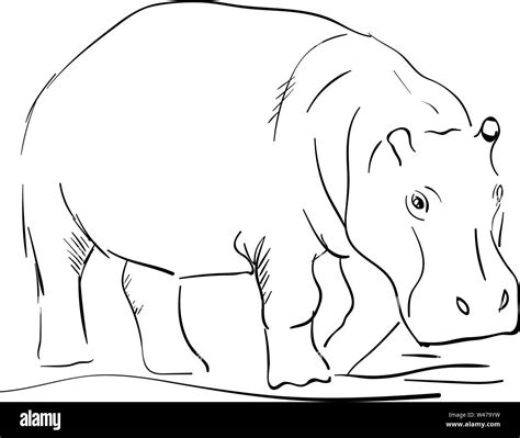 Hippo drawing, illustration, vector on white background Stock Vector Image & Art - Alamy