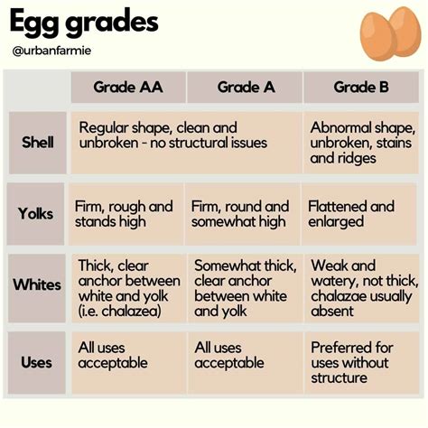 Egg Labels: The Ultimate Guide for Buying Eggs! - Urban Farmie