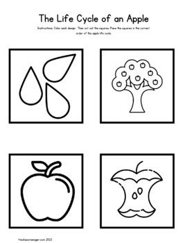 Life Cycle of an Apple Sequencing Worksheet by thechaosmanager | TpT