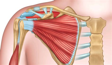 Rotator Cuff Injury - KINETIC PHYSIO