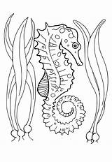 Seahorse Caballito Realista Cavalo Marinho Colorir Marino Colorare  sketch template
