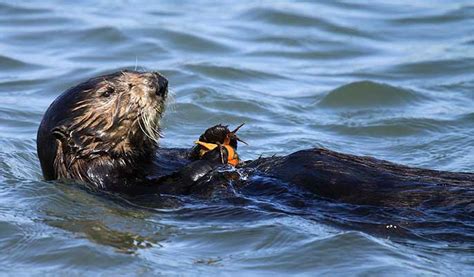 California's sea otter numbers hold steady | University of California