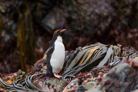 Macaroni penguins | Antarctica | Photos by Ron Niebrugge