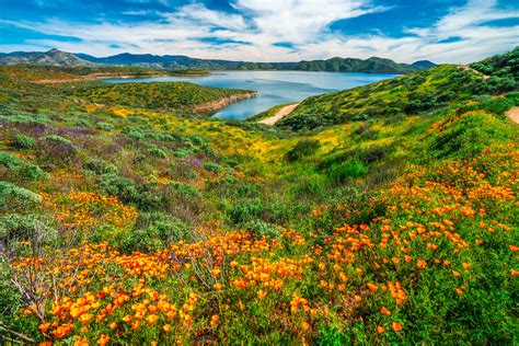 Diamond Valley Lake California Wildflowers Trail Superbloo… | Flickr