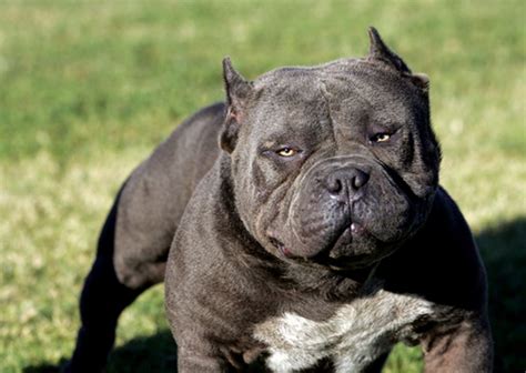 In defense of the pit bull | Salon.com