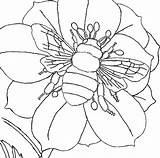 Honey Bee Adult Coloring Pages sketch template