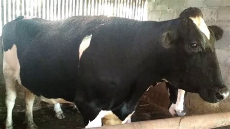 SAPI PERAH JENIS FH (Friesian Holstein) 5 ekor SAPI BETINA BESAR-BESAR - YouTube