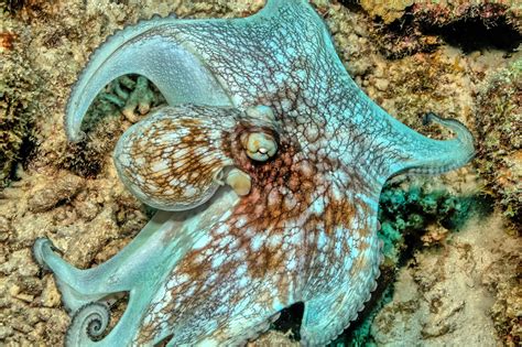 Caribbean Reef Octopus - American Oceans