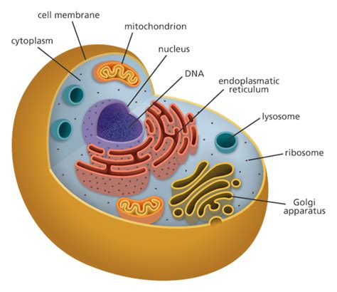 Chromosomes In Plant Cell