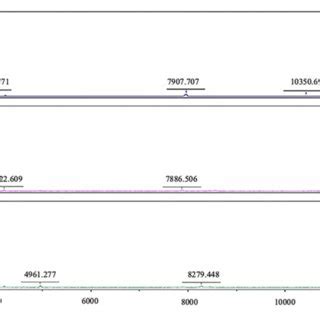 | Protein identification by MALDI-TOF analysis. Mass spectrometry of ...