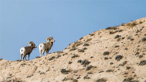 Wildlife - Scotts Bluff National Monument (U.S. National Park Service)