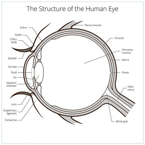 Fornix conjunctivae - Aufbau, Funktion & Krankheiten | MedLexi.de