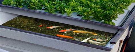 Why Consider DIY Aquaponics? | Tittac