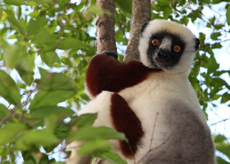 Sifaka Lemur