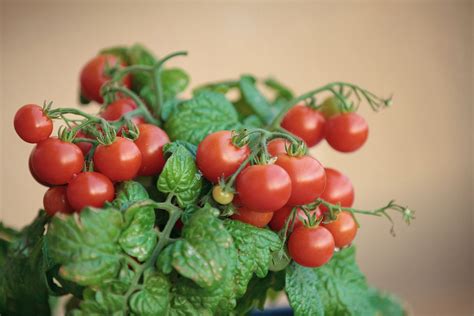 What to do with tomato plants in winter? - Plantura