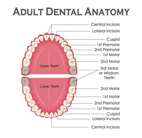 Adult Anatomy - Busty Milf Sex