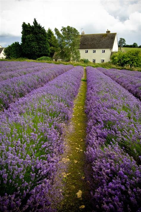 1051 best images about Lavender on Pinterest | Children and family, Lavender fields and Champs