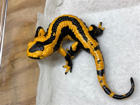 Fire Salamander (Salamandra Salamandra Terrestris “Solling Hills”) Newt ...