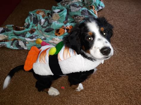 2022 NAMIWalks NH Dog Costume Contest - NAMI New Hampshire